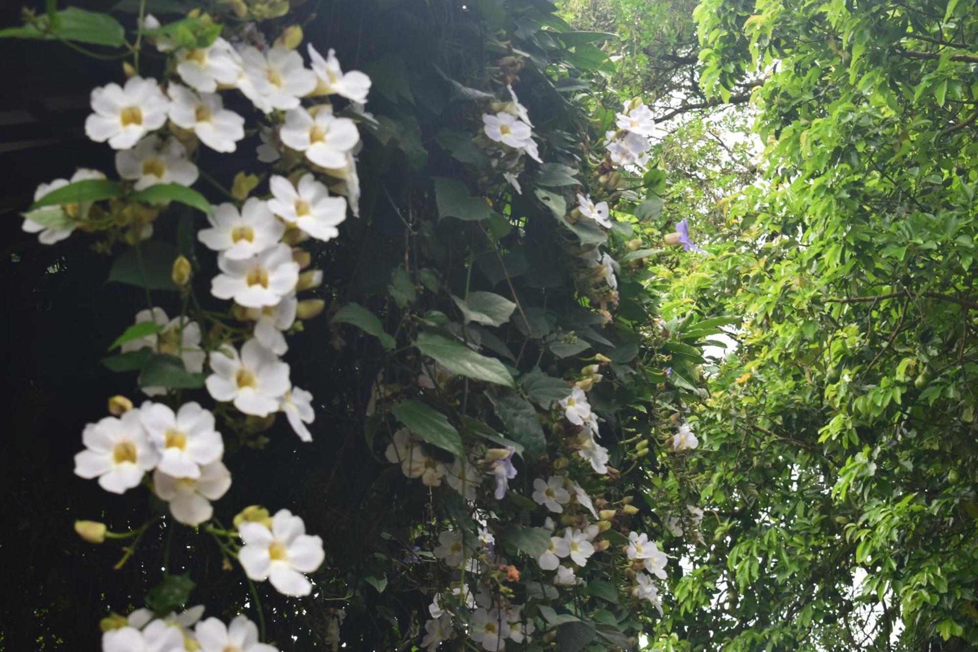 Namaya Nature Kandy Dış mekan fotoğraf